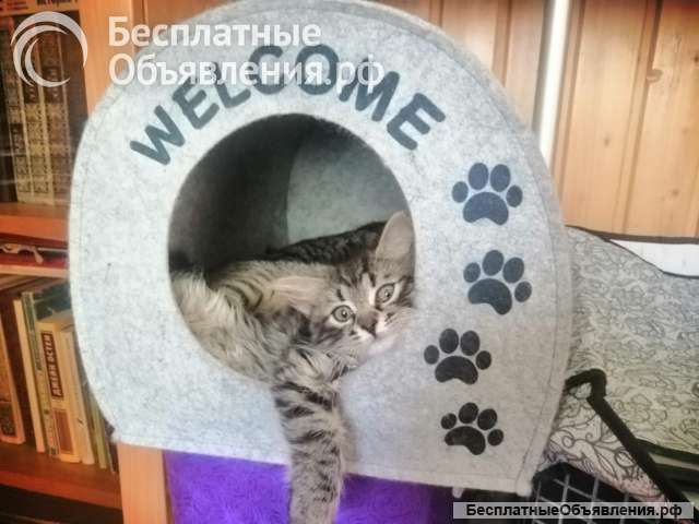 Котята турецкой ангоры и шотландского вислоухого кота