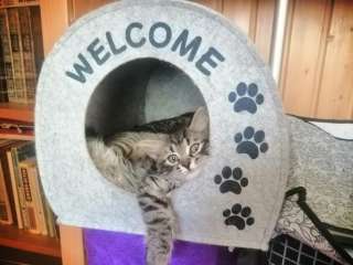 Котята турецкой ангоры и шотландского вислоухого кота