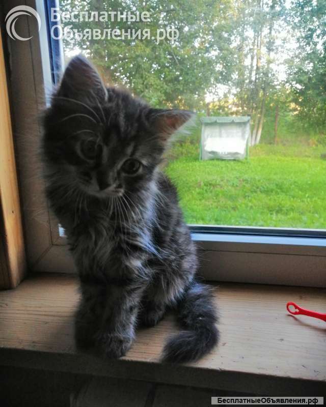 Котята турецкой ангоры и шотландского вислоухого кота