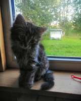 Котята турецкой ангоры и шотландского вислоухого кота