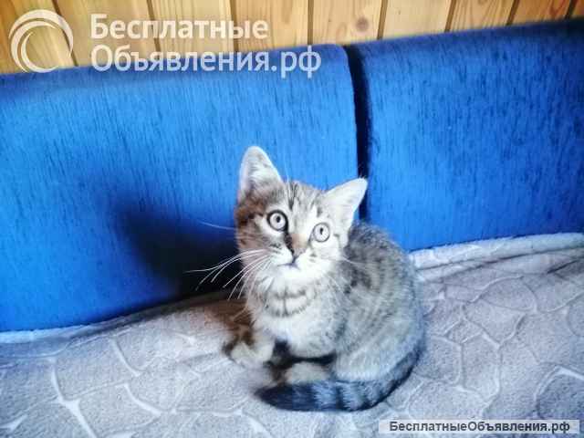 Котята турецкой ангоры и шотландского вислоухого кота