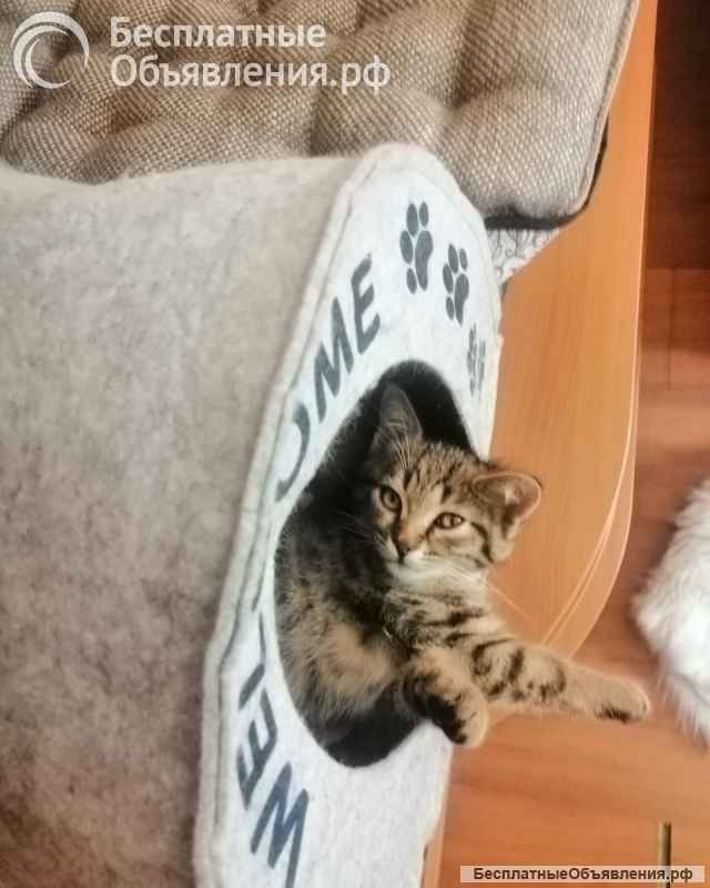 Котята турецкой ангоры и шотландского вислоухого кота