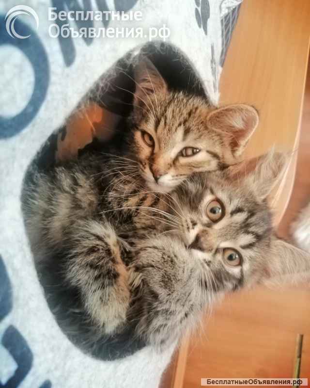 Котята турецкой ангоры и шотландского вислоухого кота