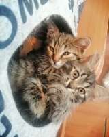 Котята турецкой ангоры и шотландского вислоухого кота