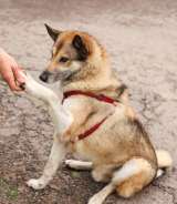 Ваш самый добрый компаньон, красивый и умный пес Джек в добрые руки