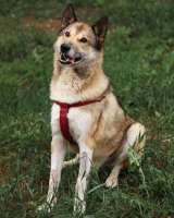 Ваш самый добрый компаньон, красивый и умный пес Джек в добрые руки