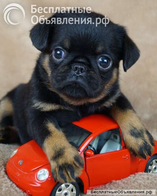 Щенки Бельгийский гриффон и Брабансон