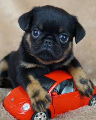 Щенки Бельгийский гриффон и Брабансон