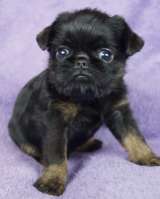 Щенки Бельгийский гриффон и Брабансон