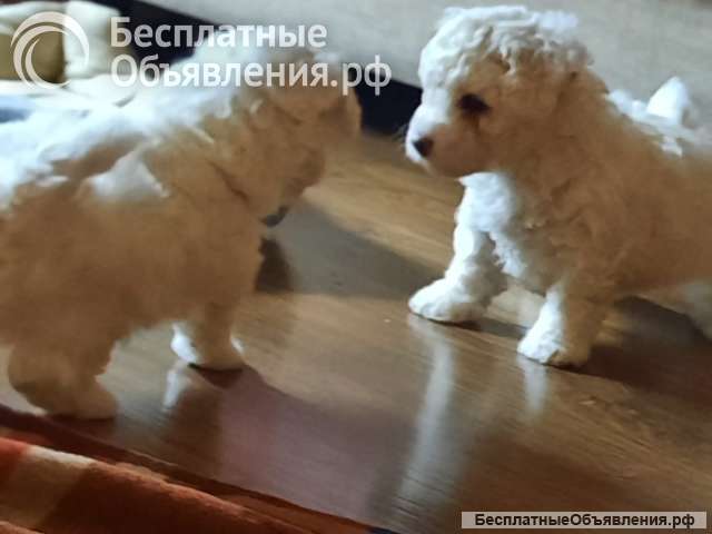 Щенки БИШОН ФРИЗЕ