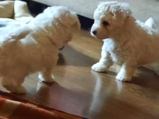 Щенки БИШОН ФРИЗЕ