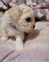 Щенки БИШОН ФРИЗЕ