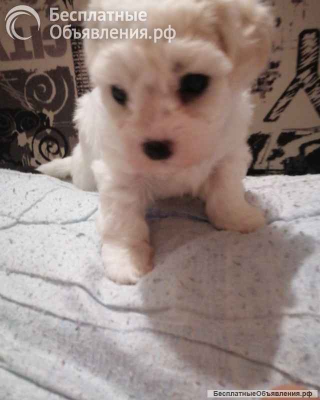 Щенки БИШОН ФРИЗЕ