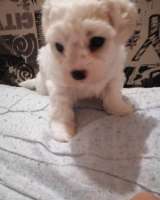 Щенки БИШОН ФРИЗЕ