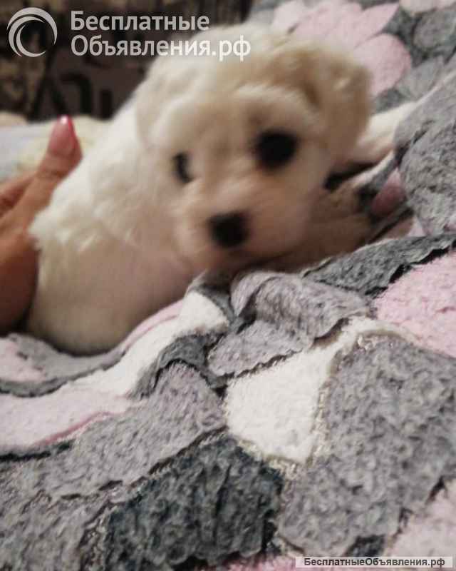 Щенки БИШОН ФРИЗЕ