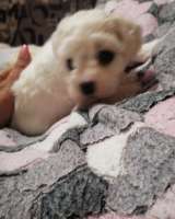 Щенки БИШОН ФРИЗЕ