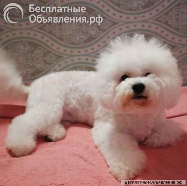 Щенки БИШОН ФРИЗЕ