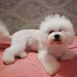 Щенки БИШОН ФРИЗЕ