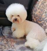 Щенки БИШОН ФРИЗЕ