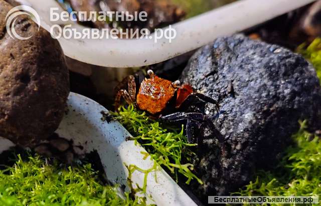 Крабики "Красный Дьявол"