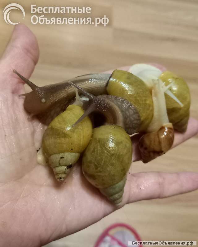 Улитка африканская Ахатин