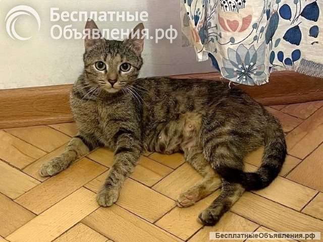 Ласковая молодая кошечка Коша в добрые руки