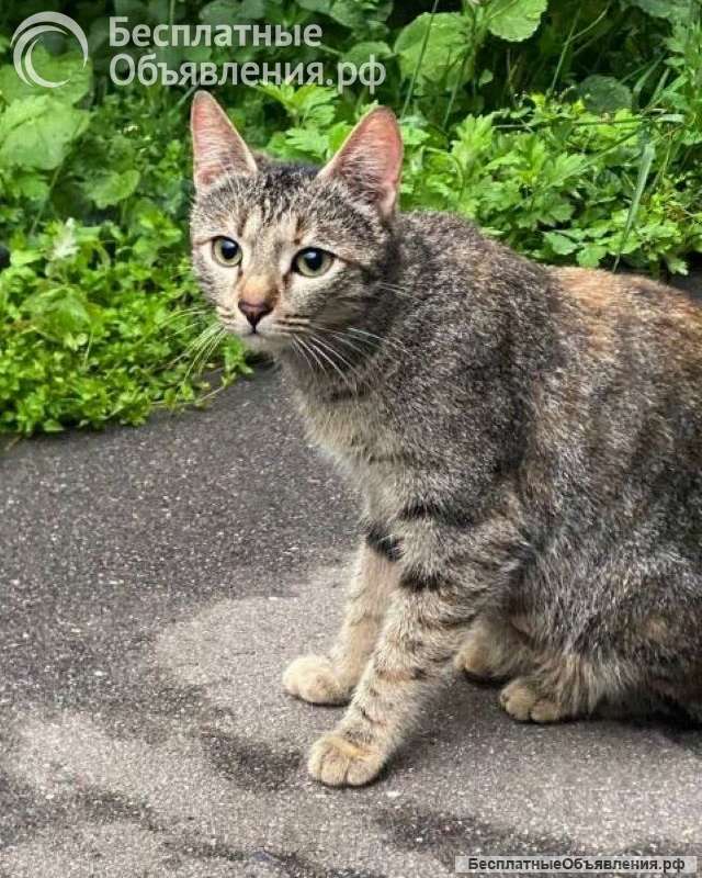 Ласковая молодая кошечка Коша в добрые руки