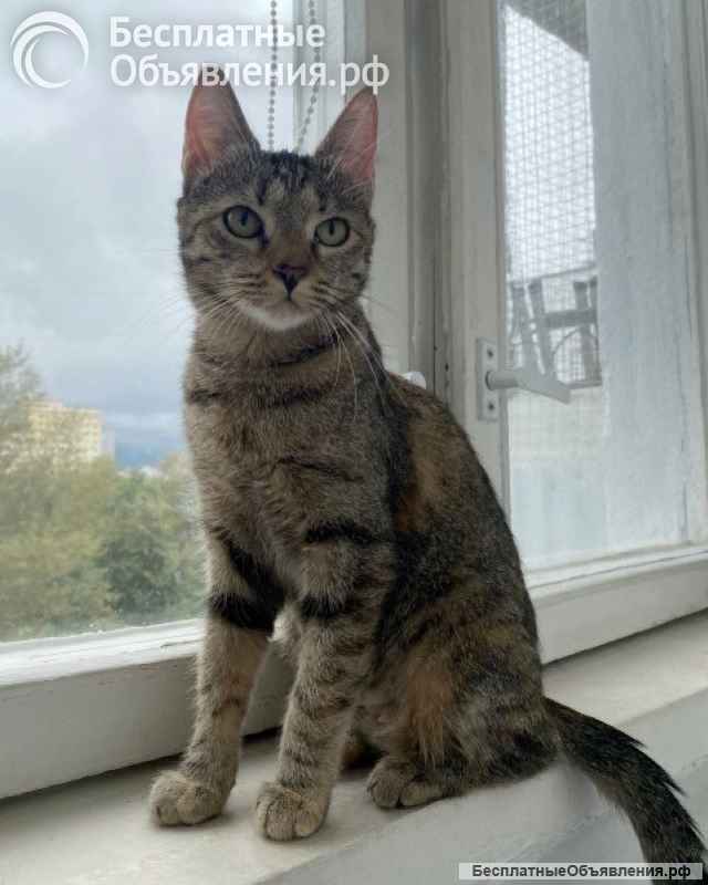 Ласковая молодая кошечка Коша в добрые руки