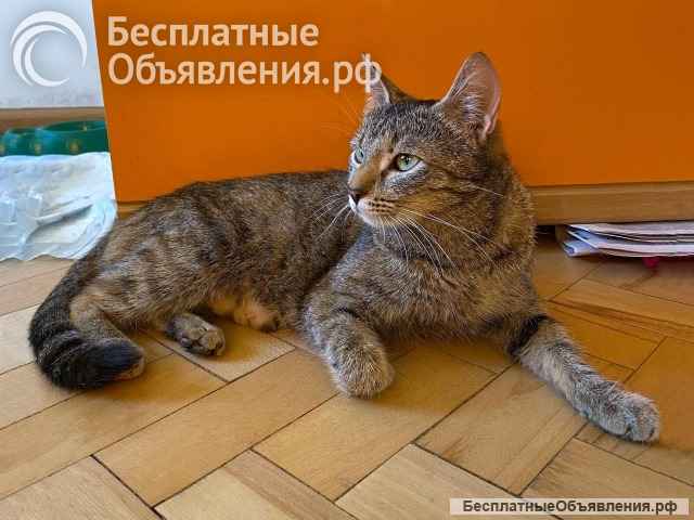 Ласковая молодая кошечка Коша в добрые руки