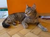 Ласковая молодая кошечка Коша в добрые руки