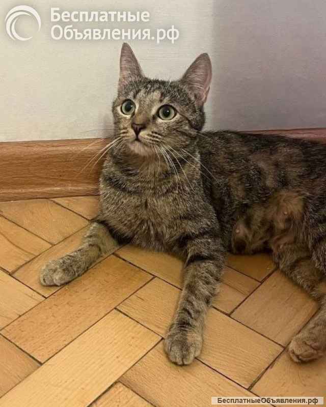 Ласковая молодая кошечка Коша в добрые руки