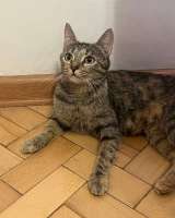 Ласковая молодая кошечка Коша в добрые руки