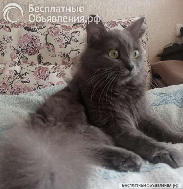 Кот Семён ищет дом