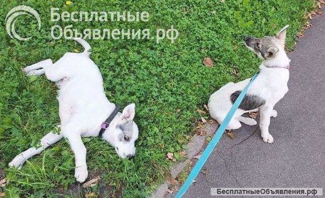 Очаровательные щеночки, мальчик и девочка в добрые руки
