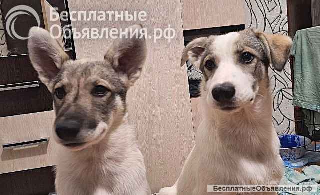 Очаровательные щеночки, мальчик и девочка в добрые руки