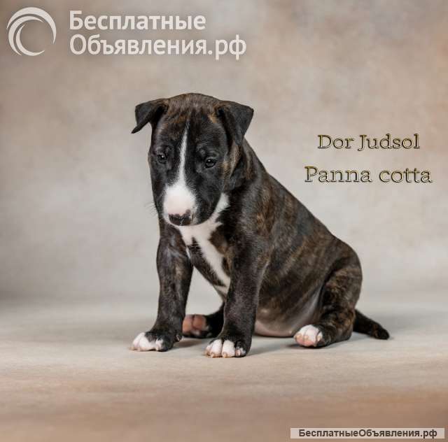 Щенок стандартного бультерьера, девочка