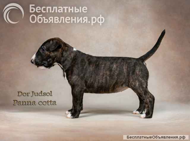 Щенок стандартного бультерьера, девочка