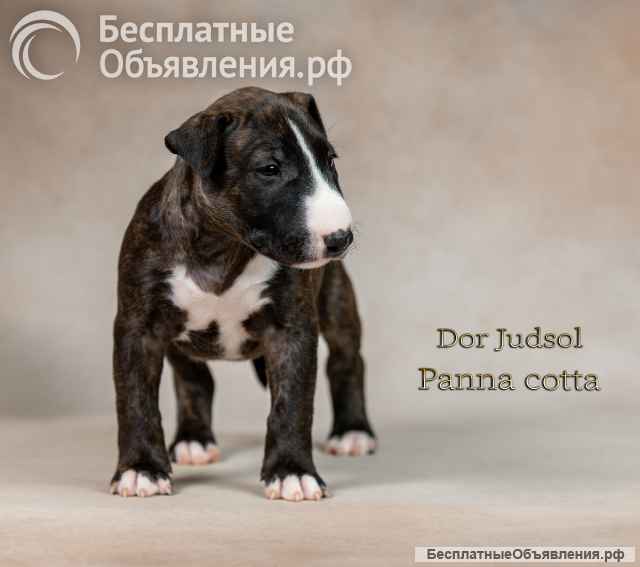 Щенок стандартного бультерьера, девочка