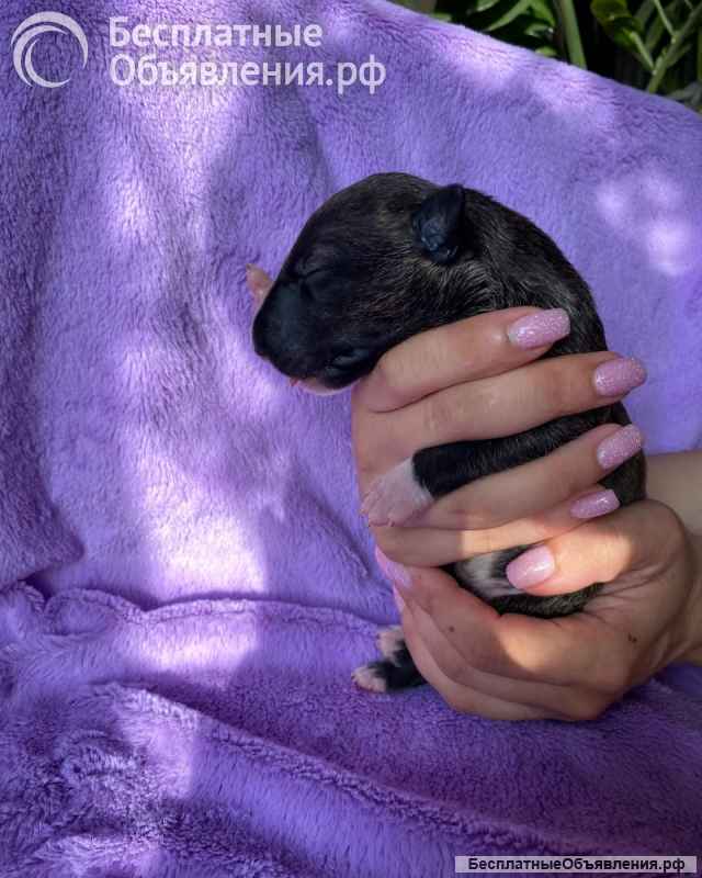 Щенок стандартного бультерьера, девочка