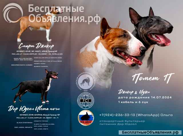 Щенок стандартного бультерьера, девочка