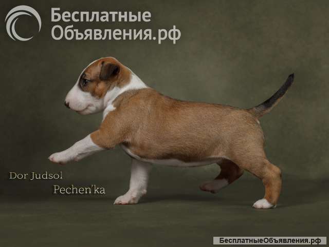 Щенки стандартного бультерьера (рыжие девочки)