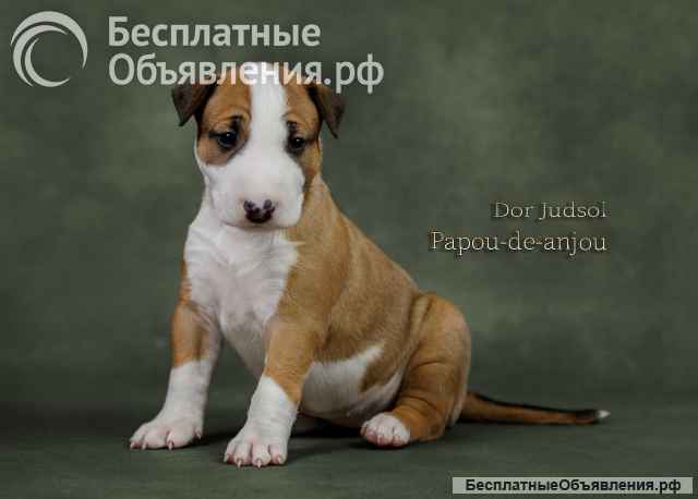 Щенки стандартного бультерьера (рыжие девочки)