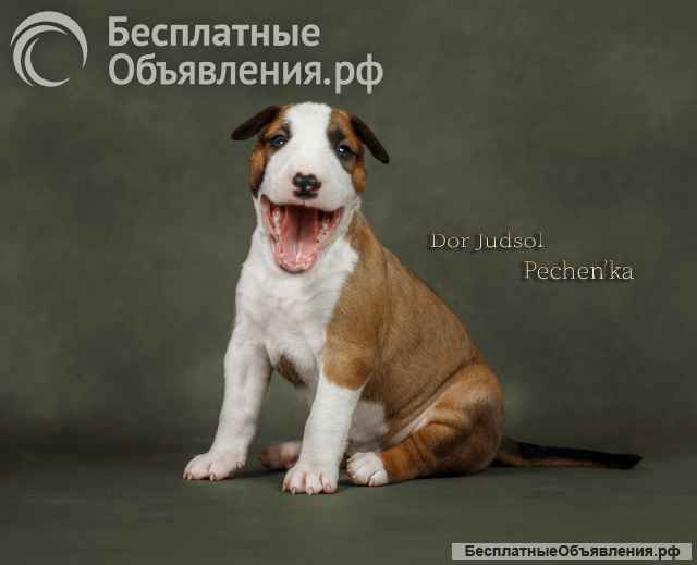 Щенки стандартного бультерьера (рыжие девочки)