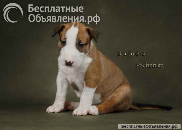 Щенки стандартного бультерьера (рыжие девочки)