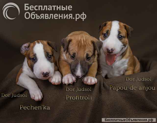 Щенки стандартного бультерьера (рыжие девочки)