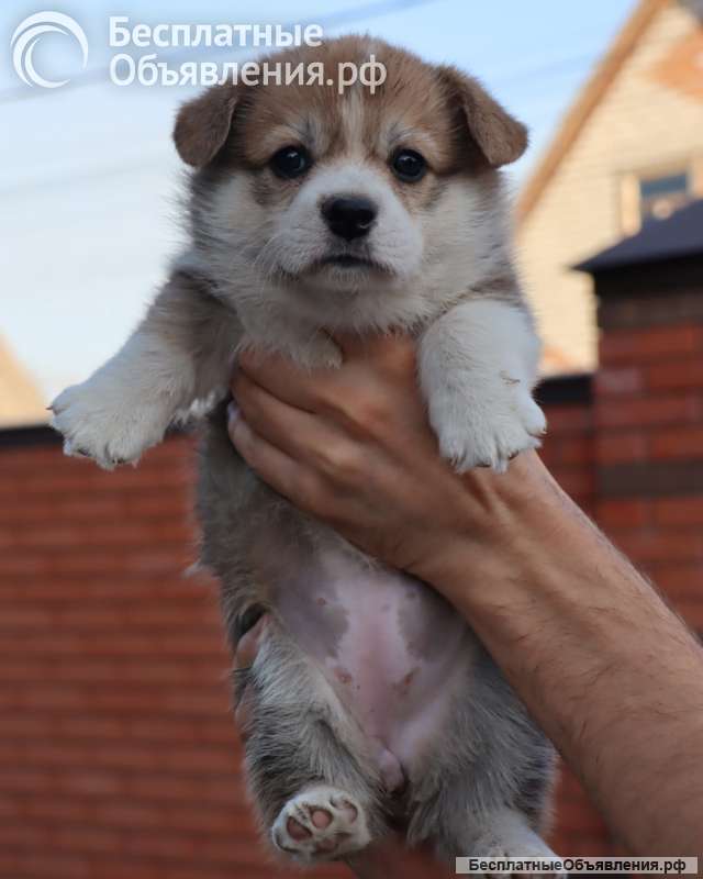 Щенки вельш корги пемброк