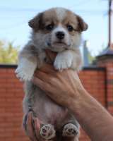 Щенки вельш корги пемброк