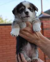 Щенки вельш корги пемброк