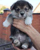 Щенки вельш корги пемброк