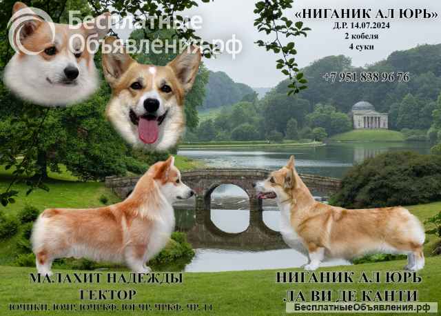 Щенки вельш корги пемброк